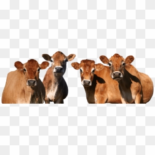 Blue Bell Dairy Cows - Dairy Cow Clipart