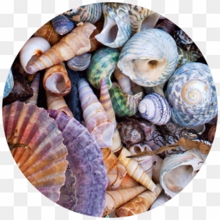Circle Png Tumblr Background Astethic Kpop Colorful - Sea Shells Aesthetic Clipart