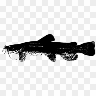 Catfish Fish Animal - Gambar Vektor Ikan Gabus Clipart