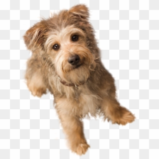 Dog Doll Png - Small Dog Transparent Background Clipart
