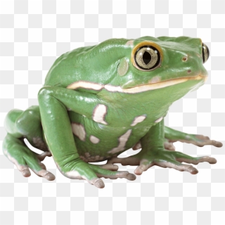 Frog Png Clipart