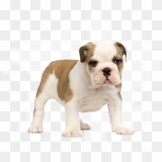 Pet Grooming & Self Wash - Bulldog Puppy No Background Clipart