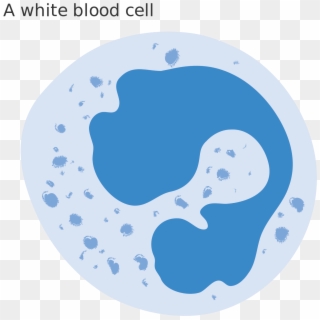 White Blood Cell Png - White Blood Cell Clipart