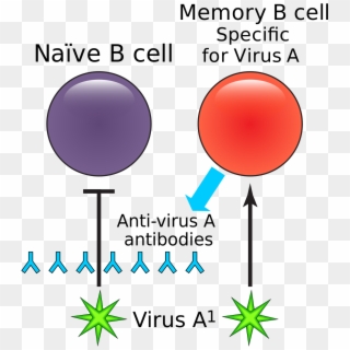 Memory B Cell - Memory Cells Immune System Clipart