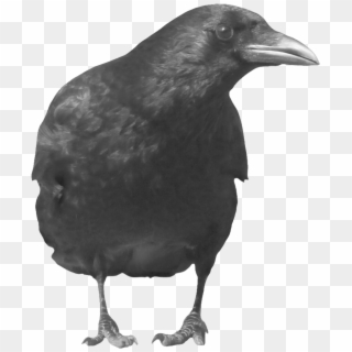 Crows Png - Black Crow Transparent Background Clipart