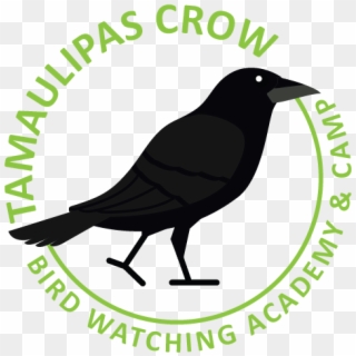 Tamaulipas Crow - Sagopa Kajmer Clipart