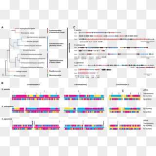 Schizosaccharomyces Phylogeny And Chromosome Structure - Schizosaccharomyces Phylogeny Clipart