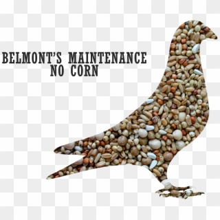 Belmont S Maintenance No Corn 2 - Pigeons And Doves Clipart