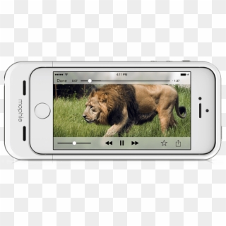 Shoot Photos And Video Directly To Space Pack With - Masai Lion Clipart