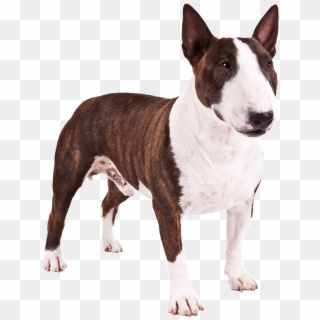 Perro Pitbull Png - Mini Bull Terrier Png Clipart
