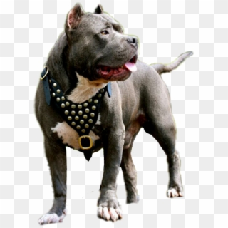 Sticker - American Pitbull Terrier Clipart