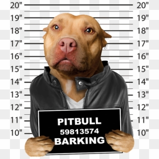 Pitbull Mugshot Clipart