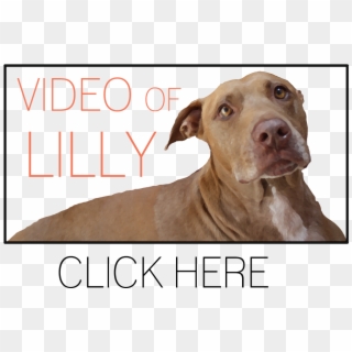 Weimaraner Clipart
