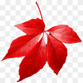 Autumn Leaves In Png - Red Autumn Leaf Png Clipart
