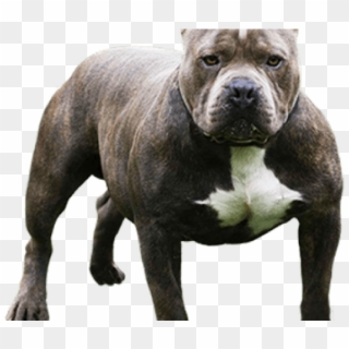 Profile Clipart Pitbull - Top Dangerous Dogs In World - Png Download