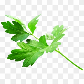 Download Parsley Leaves Png Image - Parsley Png Clipart