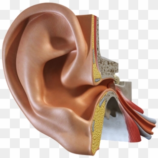 Ear Png Photo - Ear Institute Clipart