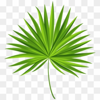 Exotic Palm Leaf Transparent Png Clip Art Image