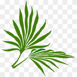 Clip Art Palm Leaf - Png Download