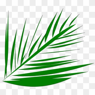 Palm-leaf Manuscript Palm Trees Computer Icons Palm Clipart
