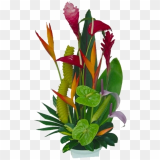 Tropical Flowers Florida Landscaping 20710 Tropical - Tropical Flower Png Clipart