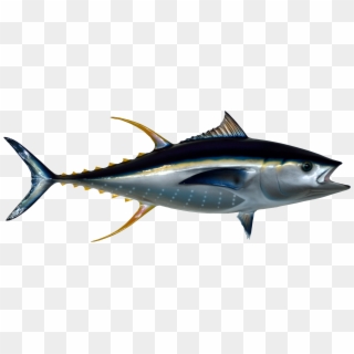 Tuna Fish - Tuna Fish Png Clipart