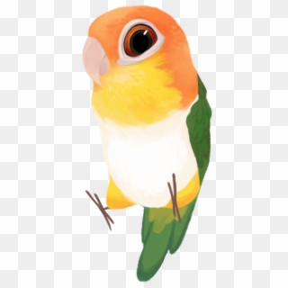White-bellied Parrot Pionites Leucogaster - Parrot Png Clipart