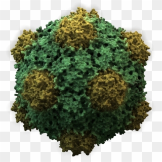 Virus Transparent Microscopic - Do Viruses Survive Outside The Host Clipart