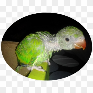 Indian Ring Parakeet Babies - Parrot Clipart