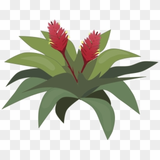 Free To Use Public Domain Plants Clip Art - Bromeliad Clipart - Png Download