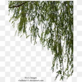 Branches By Vladlena - Willow Tree Branch Png Clipart