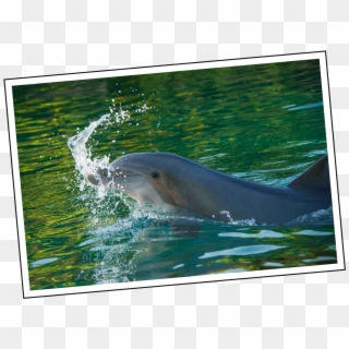 Coral Sweet 16 Discovery Cove - Common Bottlenose Dolphin Clipart