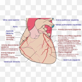 Coronary Arteries Clipart