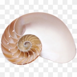 Spiral Shell Transparent Background Clipart