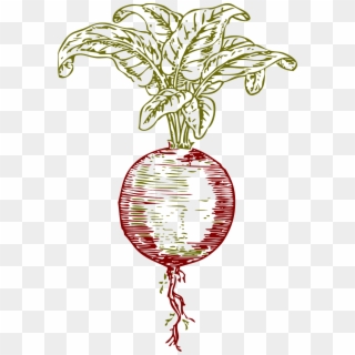 Beet Beetroot Root Plant Red Png Image - Beet Clip Art Transparent Png