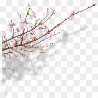 Botanicals - Cherry Blossom Clipart