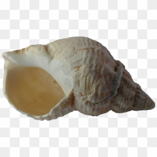 Picture Free Download Sea Clam Shells Png Image Picpng - Conchiglie Di Mare Png Clipart