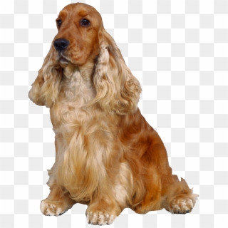 Dog Png - English Cocker Spaniel Png Clipart