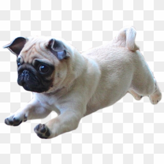 Thug Life Pug Png Photo Png Arts - Dog Running Transparent Background Clipart
