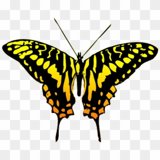 Black And Yellow Butterfly Clipart , Png Download - Butterfly Transparent Png