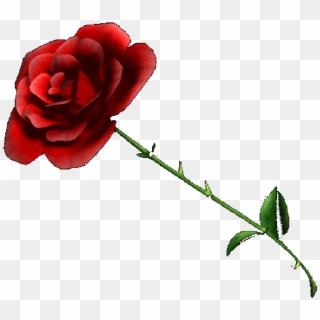 Rose - Rose With No Background Clipart