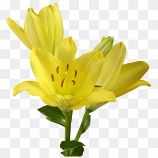 Easter Lily Png - Lirio Amarillo Planta Png Clipart