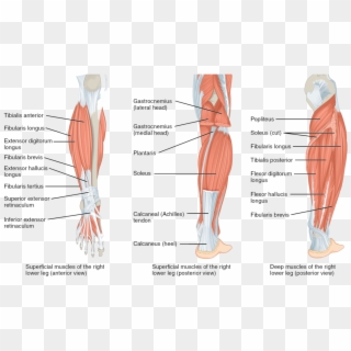 Muscles Of The Lower Leg And Foot Human Anatomy And - Muscles Of The Leg Clipart