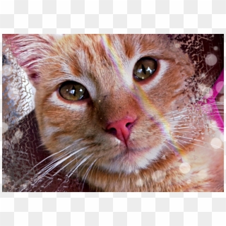Image Source From Https - Domestic Short-haired Cat Clipart