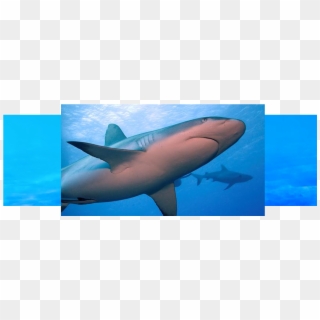 During European Shark Week Over 150 Events Took Place - Great White Shark Clipart
