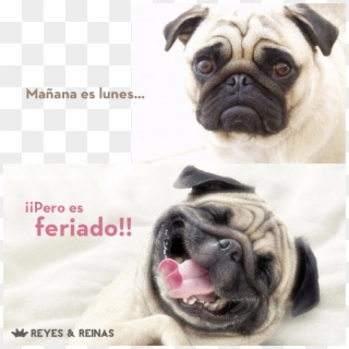 Non Working Monday Happy Dog / Este Pug El Lunes No - Valentines Day Pug Meme Clipart