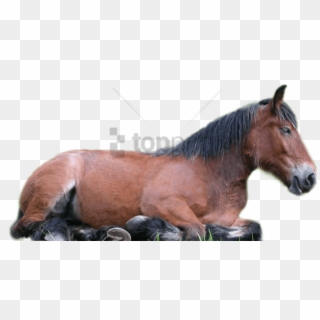Free Png Horse Png Png Image With Transparent Background - Domestic Animals Images Png Clipart