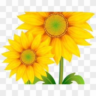 Transparent Background Sunflower Png Clipart