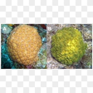 Two Species Of Coral That Are Common In The Florida - Porites Astreoides Clipart