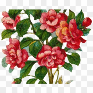 Rose Bush Clipart Floral - Rose Tree Png Transparent Png